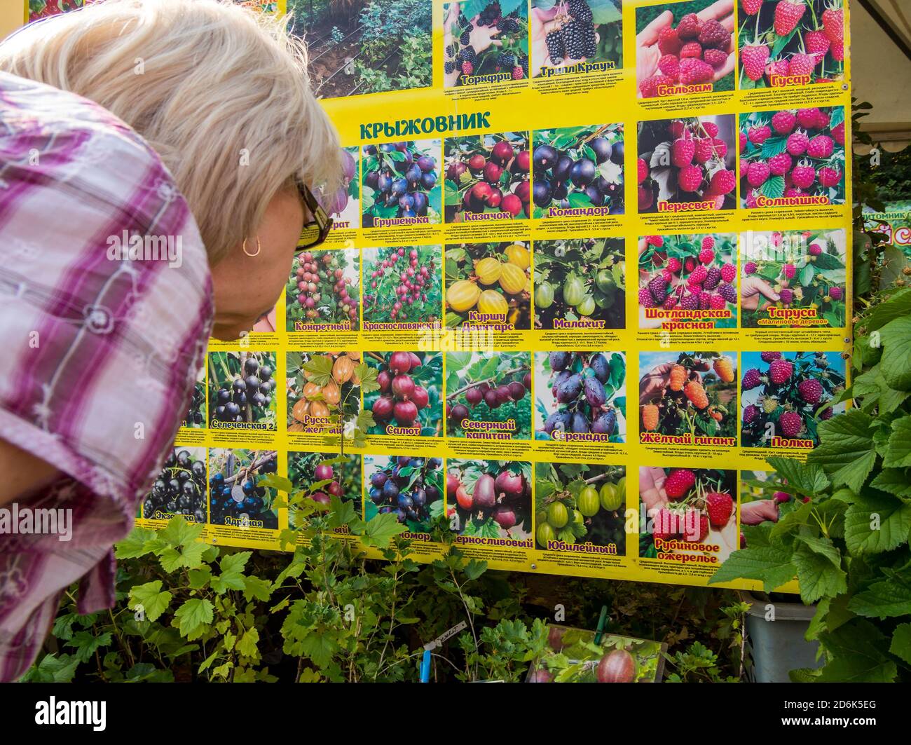 Russland, Woronesch - 2019. September 08: Eine ältere Frau untersucht Beschreibungen von Stachelbeersorten auf einem Stand Stockfoto