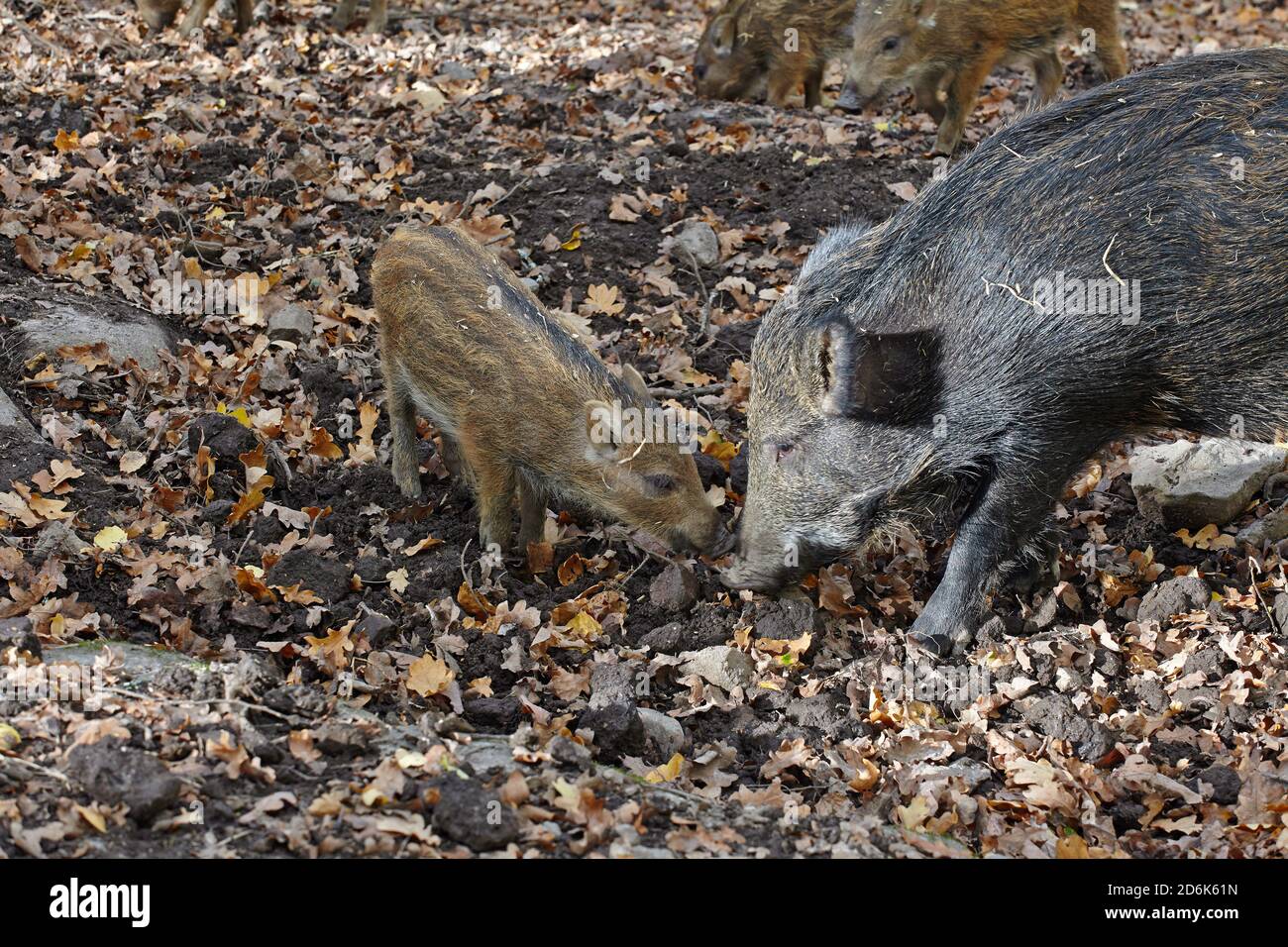Europäisches Wildschwein mit Ferkeln Stockfoto
