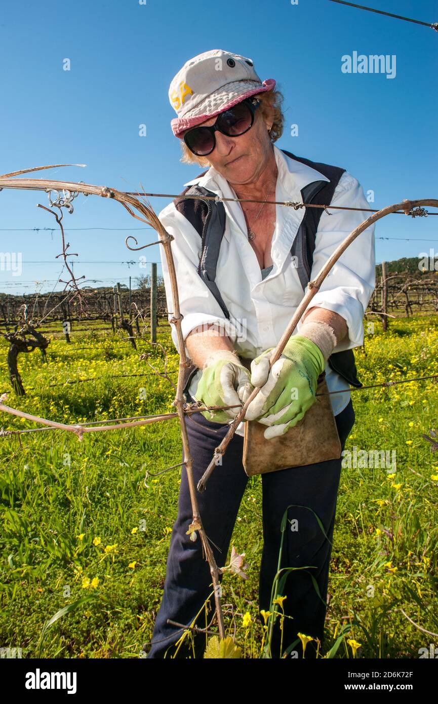 McLaren Vale, South Australia / Australien: Weinbauer trainiert Reben auf Spalieren im Bio-Weinberg kurz nach dem Austrieb im Frühjahr. Stockfoto