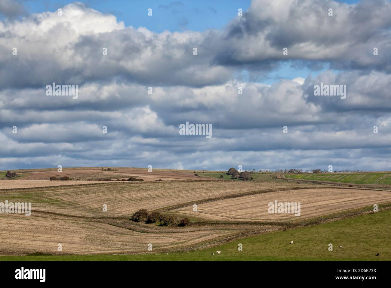 Felder in der Nähe von Cissubury, West Sussex Stockfoto