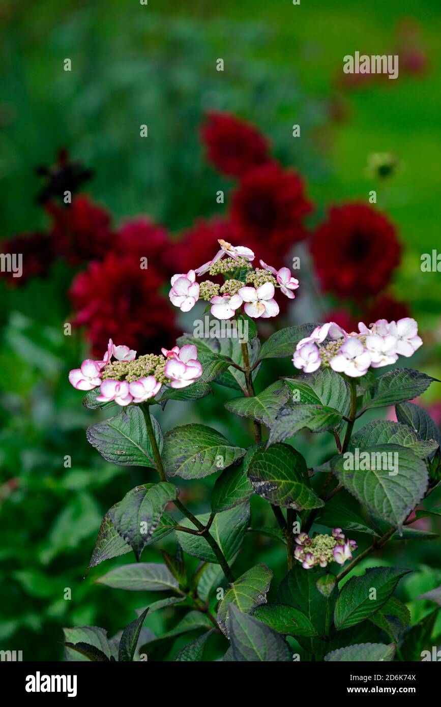 Hortensien, weiß, Blume, Blumen, Blüte, Blütenkopf, mehrjährig, krautig, RM Floral Stockfoto