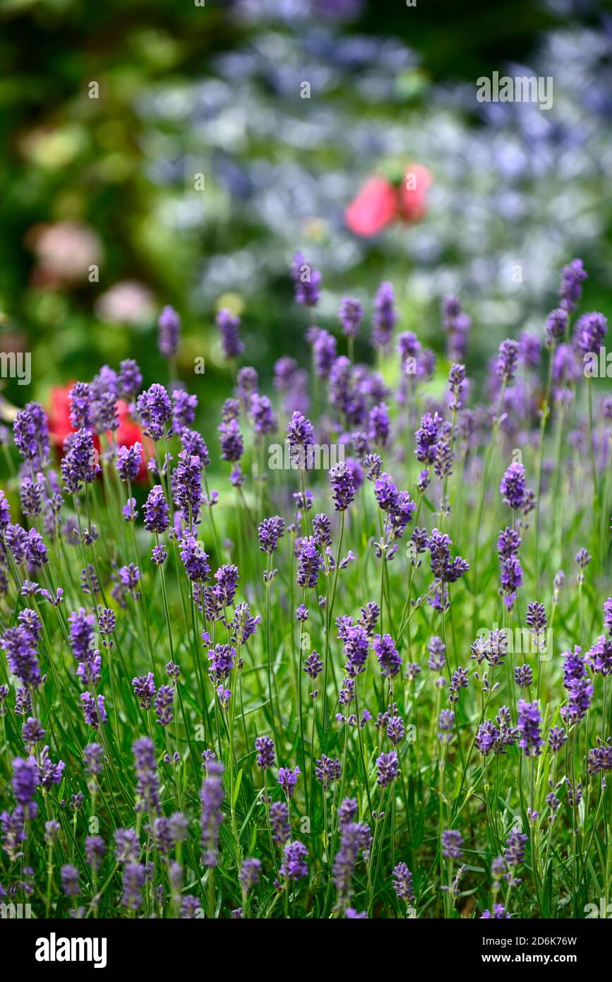 Lavendel, blau, Flieder, Blume, Blumen, Blüte, Masse, massiert, Massen von Blumen, RM Floral Stockfoto