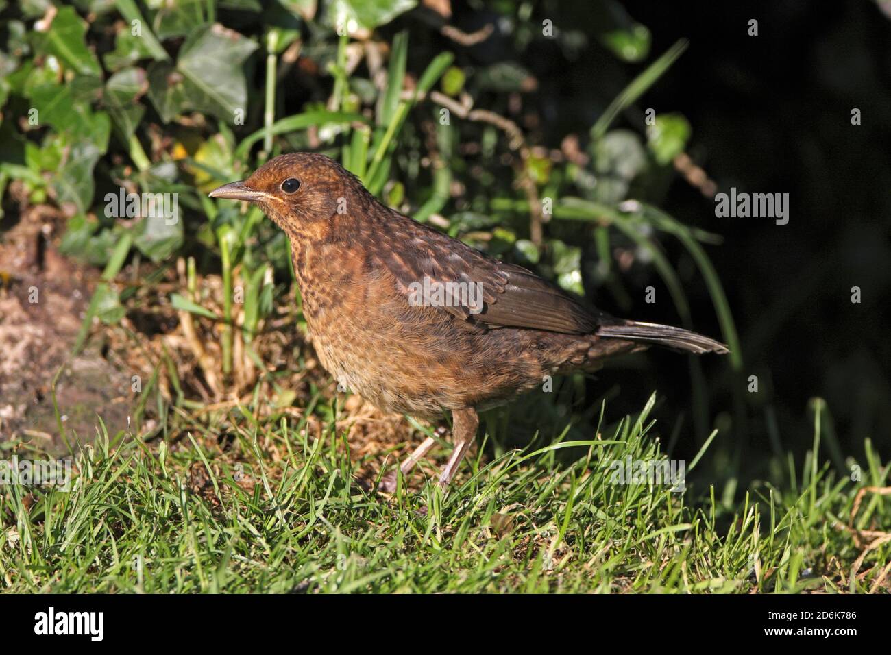 BLACKBIRD (Turdus merula) Jungvogel wartet in einem Garten auf seinen Elternvogel, um Nahrung zu bringen, Großbritannien. Stockfoto