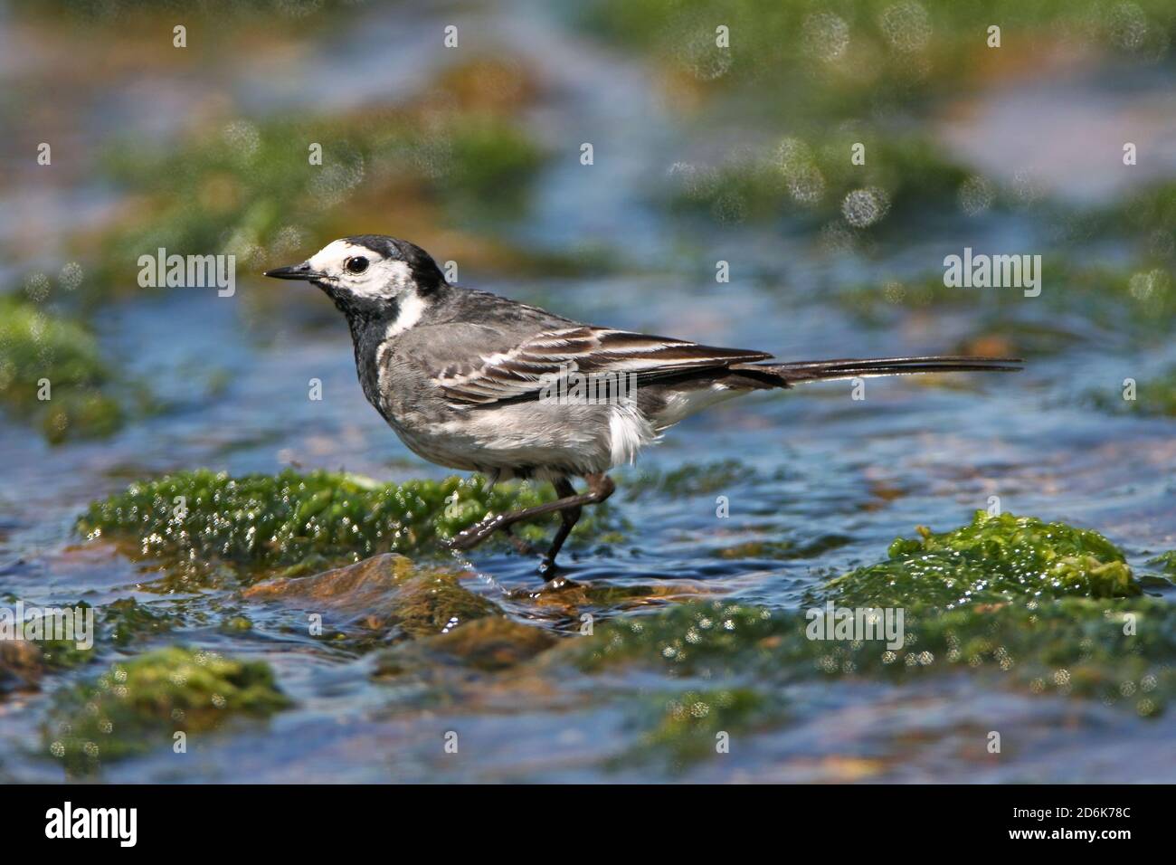 TIERSTELZE (Motacilla alba) Jagd nach Insekten in einem Süßwasserbach, Großbritannien. Stockfoto