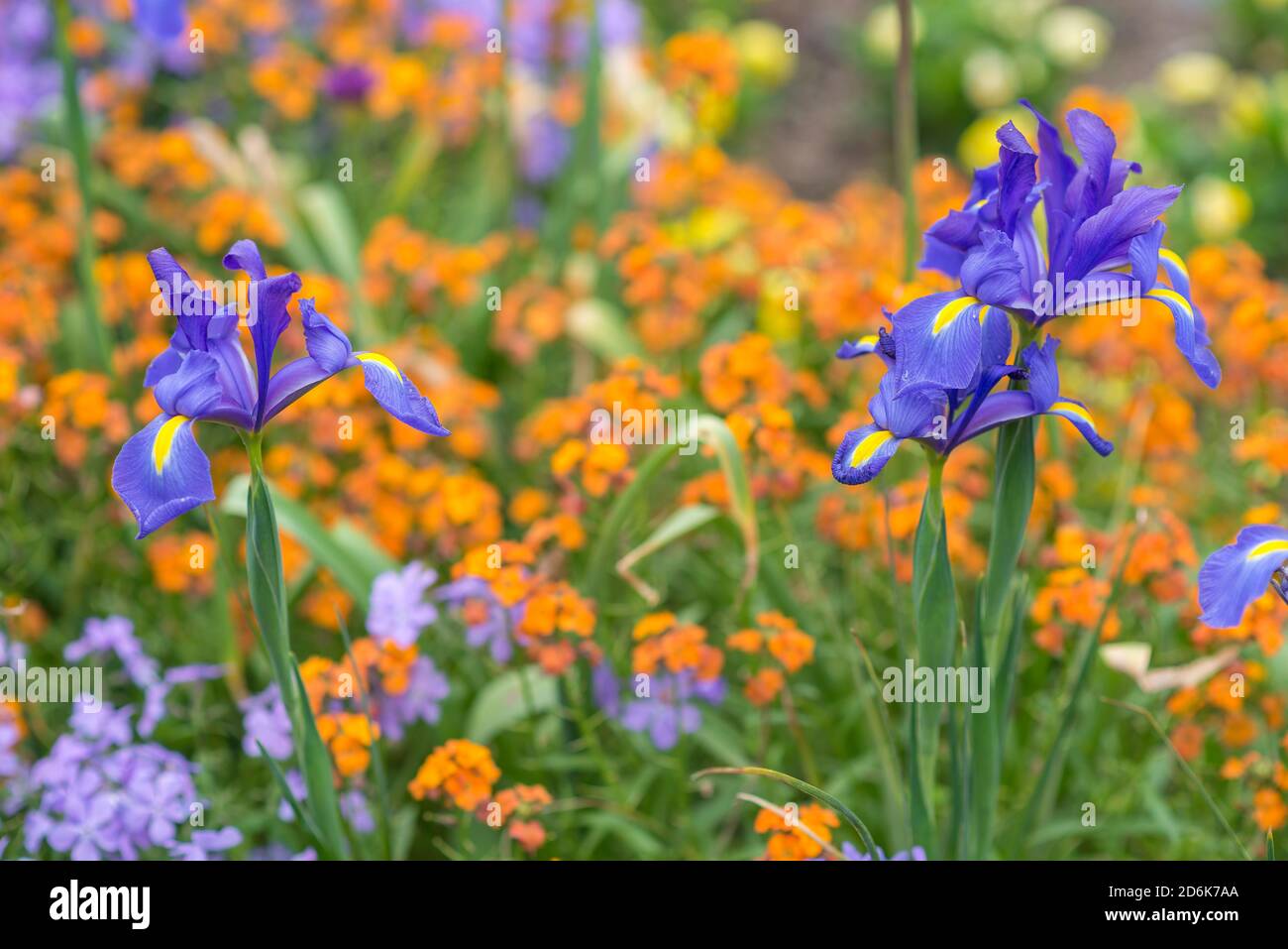 Ein Paar blaue und gelbe Iris, Iris versicolor, blüht während des Frühlings vor einem Feld von orangen und violetten Blüten. Stockfoto