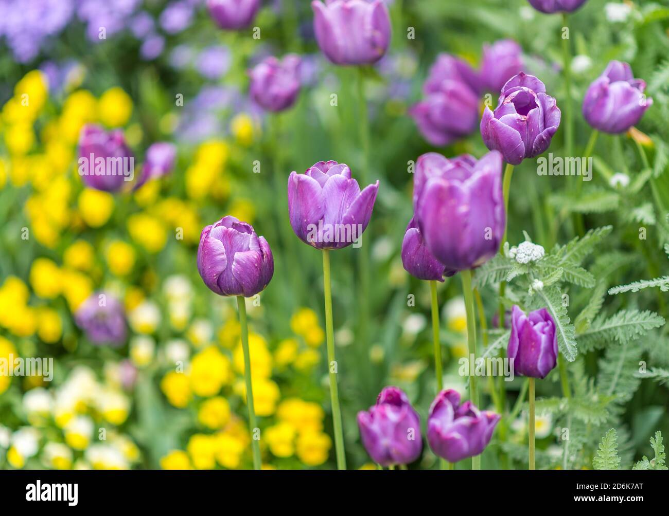 Eine Szene aus Frühling in einem botanischen Garten zeigt schön Lila/violette Tulpen (tulipa) vor einem blühenden Feld Gelbe Blüten Stockfoto