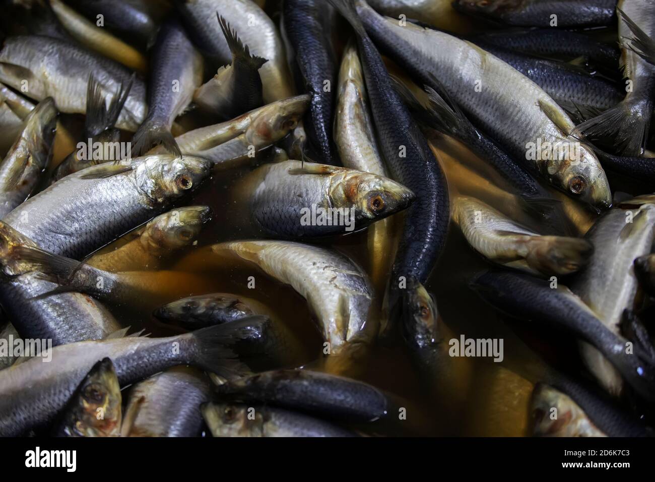 Industrielles Salzen von Hering. Viel gesalzener Fisch. Stockfoto