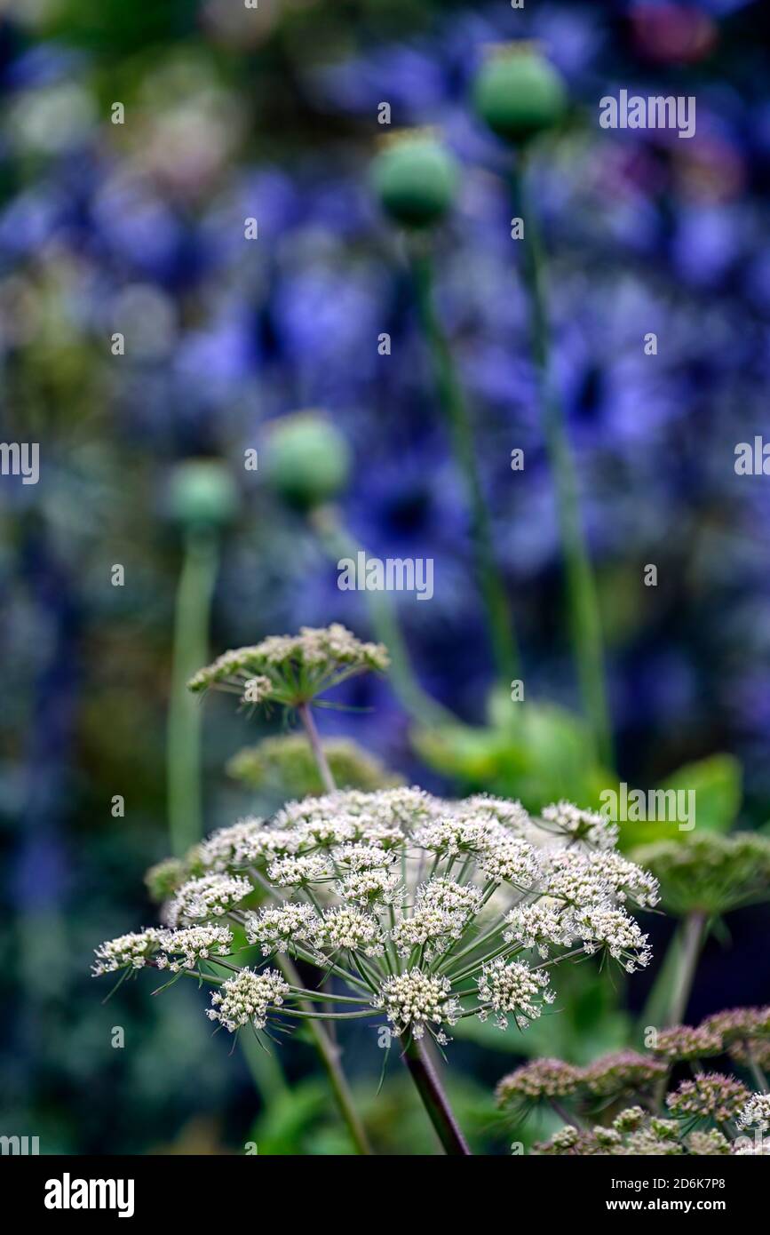 Angelica sylvestris purpurea Vicar Mead, Wild Angelica, lila Stängel, eryngium blaue Blumen, Blumen, Blütenköpfe, umbellifer, umbellifers, Garten, alle zwei Jahre Stockfoto
