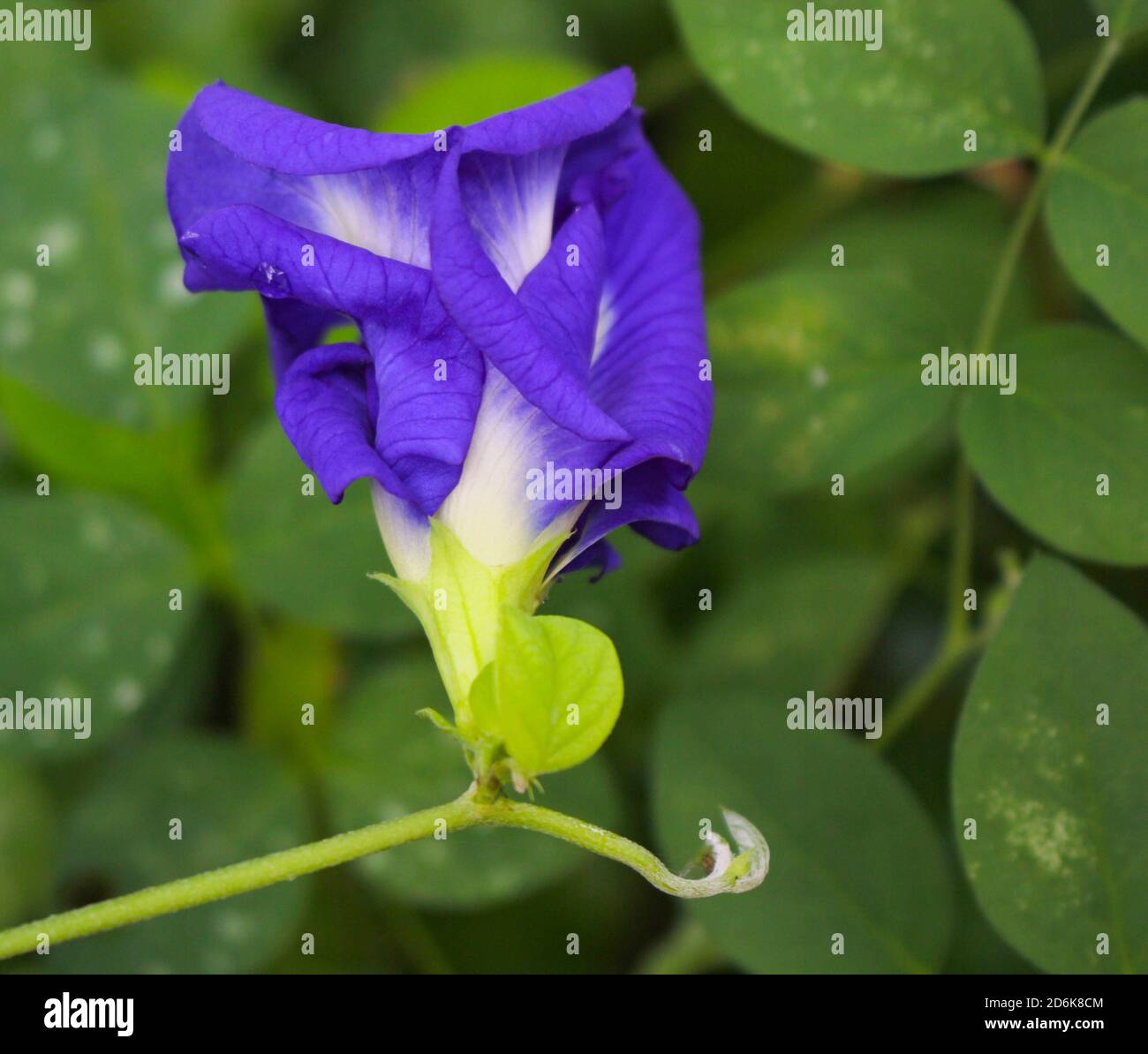 Clitoria ternatea Blume, Schmetterling Erbe lila Blume Stockfoto