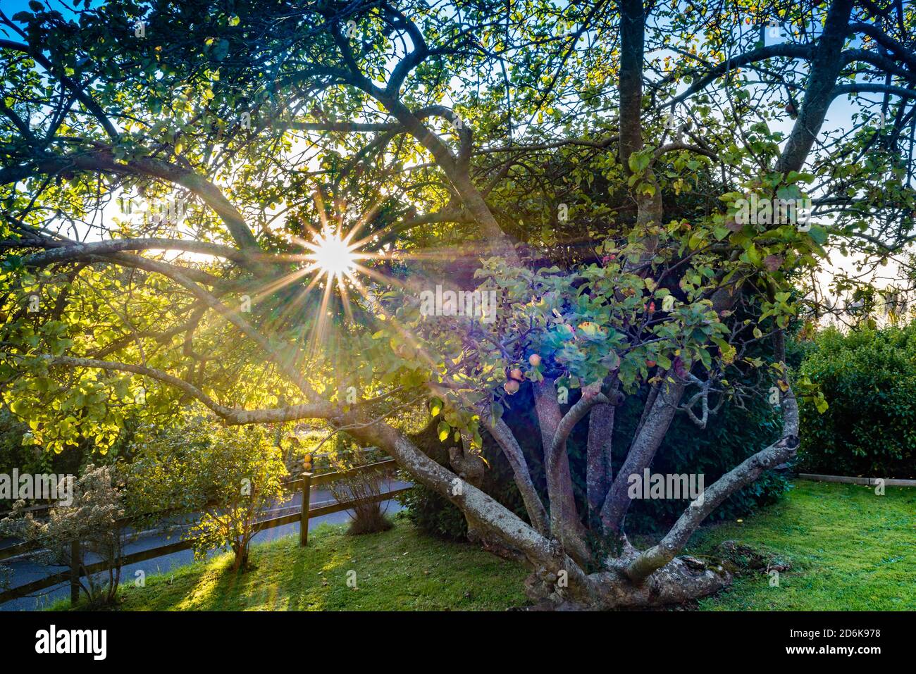 Herbstsonne scheint durch den gefallenen Apfelbaum. Stockfoto