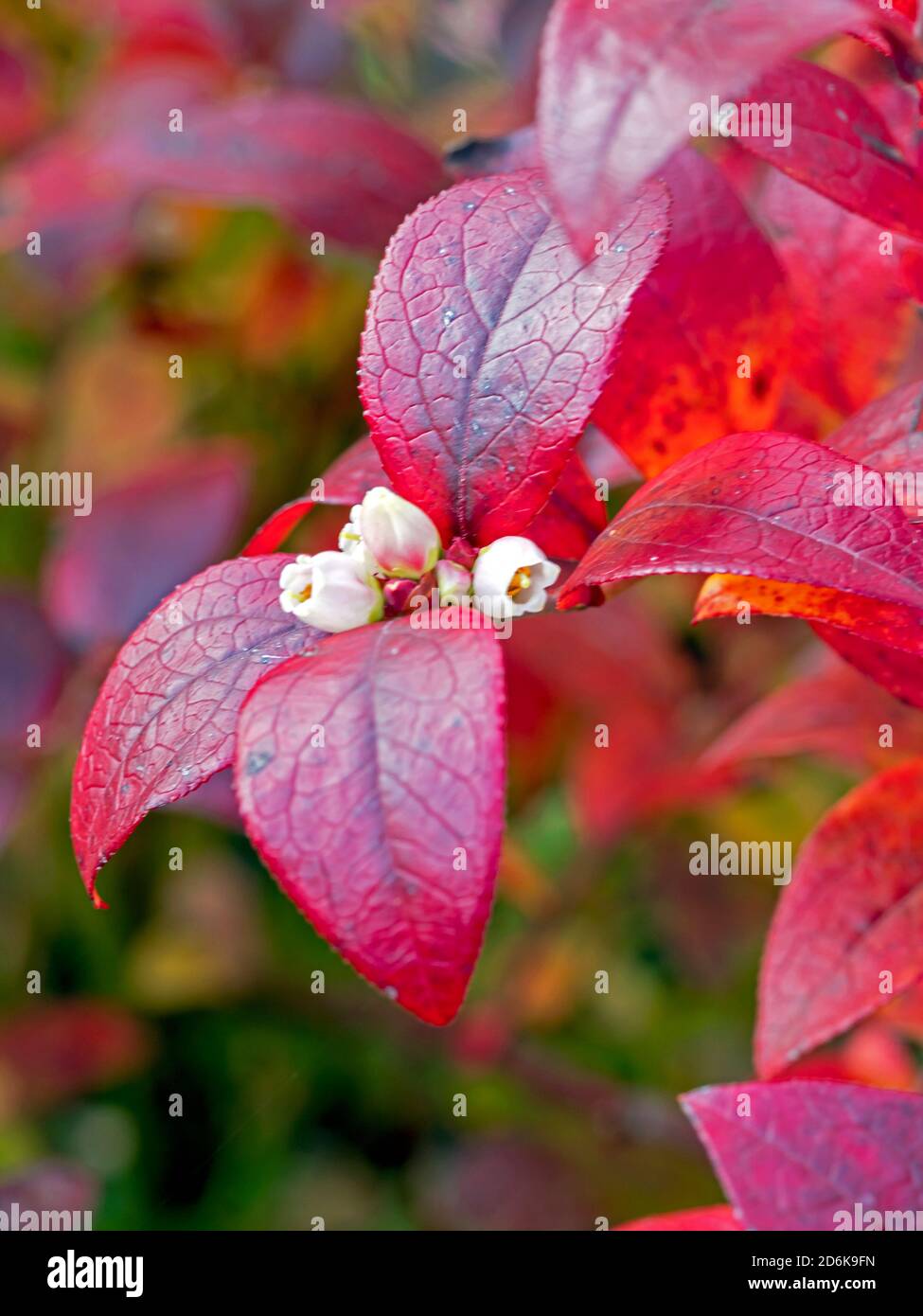 Leuchtend rote Herbstblätter und winzige weiße Blüten auf einem Heidelbeerbusch Stockfoto