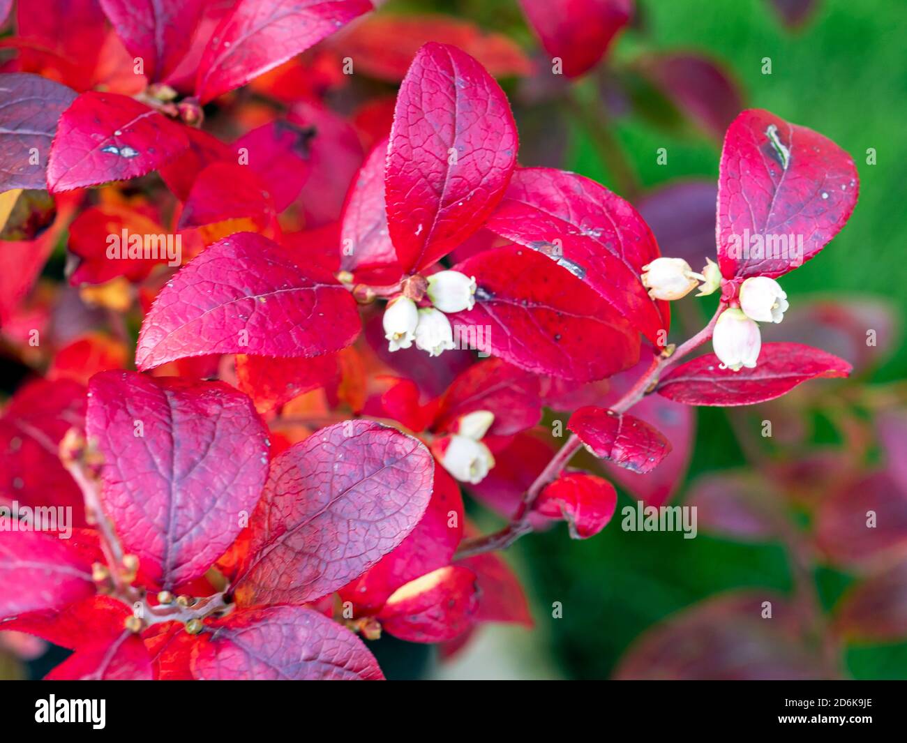 Leuchtend rote Herbstblätter und winzige weiße Blüten auf einem Heidelbeerbusch Stockfoto