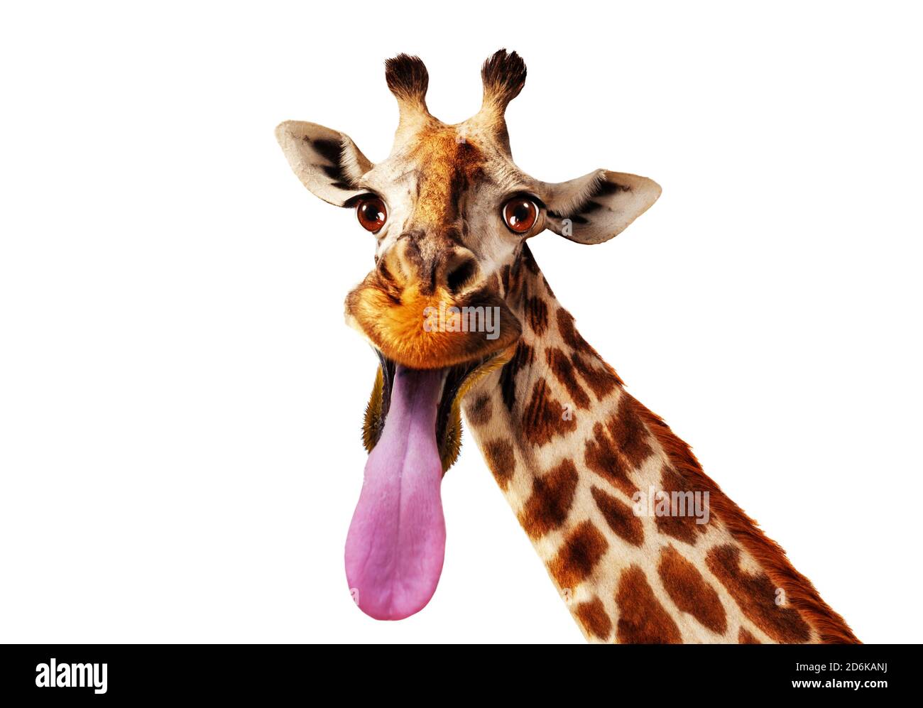 Lustige Nahaufnahme Foto von Giraffenkopf Stick aus Longue Zunge Isoliert auf Weiß Stockfoto