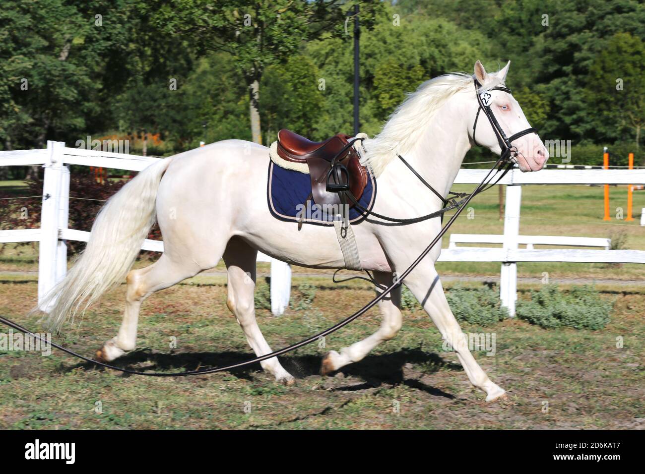 Schöne reinrassige cremello Hengst Pferd galoppieren unter dem Sattel. Ein Einzelpferd Galopp auf Schnur während der Erwärmung auf Züchter Veranstaltung Sommer Zeit outdoo Stockfoto