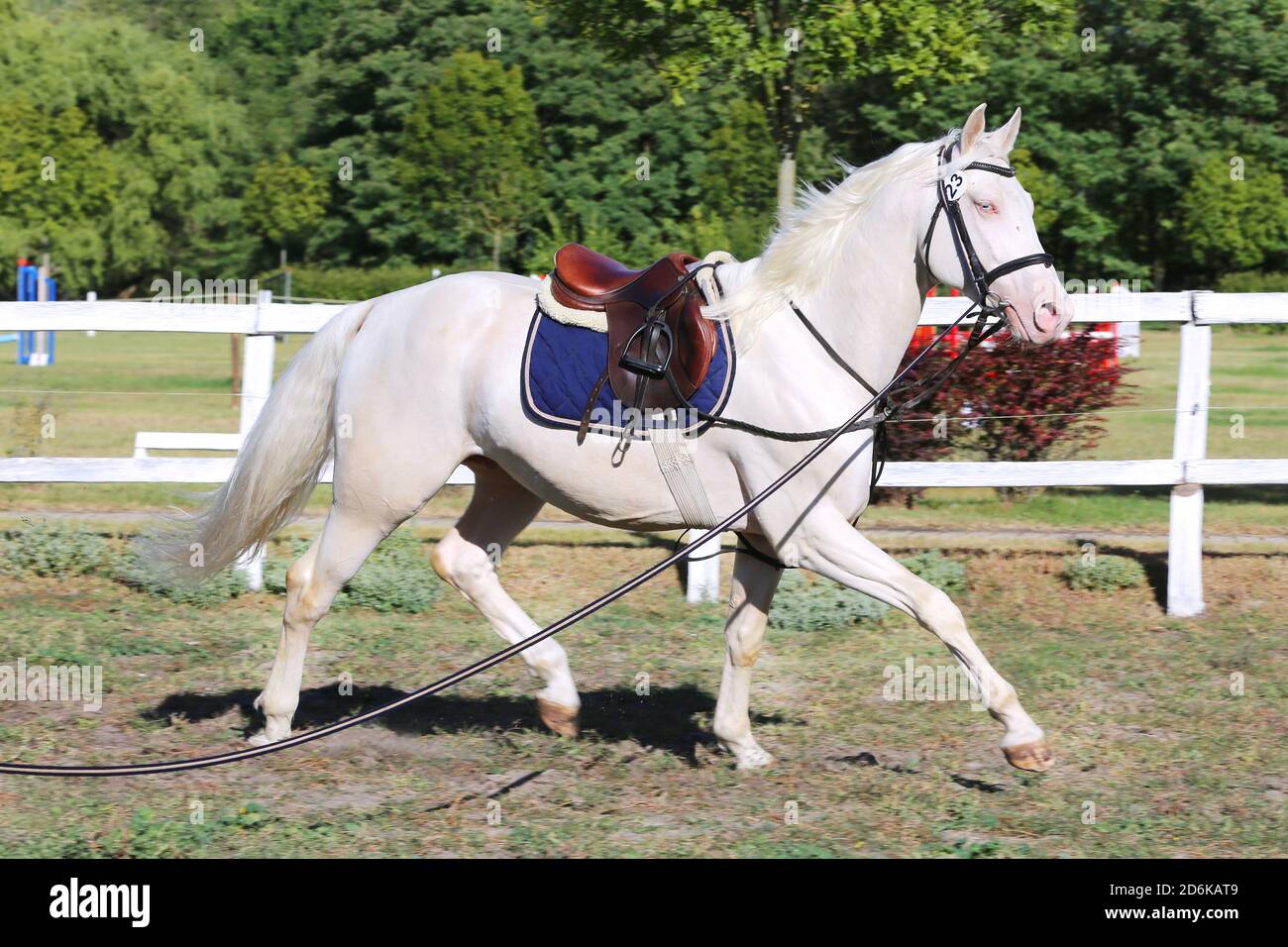 Schöne reinrassige cremello Hengst Pferd galoppieren unter dem Sattel. Ein Einzelpferd Galopp auf Schnur während der Erwärmung auf Züchter Veranstaltung Sommer Zeit outdoo Stockfoto