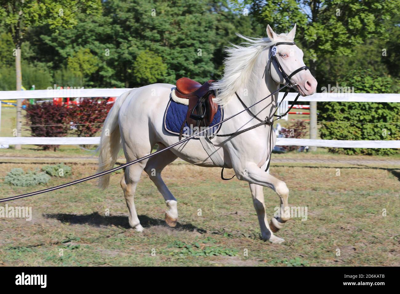 Schöne reinrassige cremello Hengst Pferd galoppieren unter dem Sattel. Ein Einzelpferd Galopp auf Schnur während der Erwärmung auf Züchter Veranstaltung Sommer Zeit outdoo Stockfoto