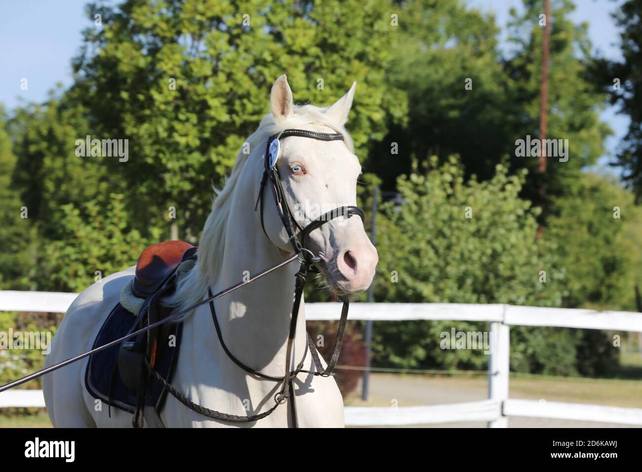 Schöne reinrassige cremello Hengst Pferd galoppieren unter dem Sattel. Ein Einzelpferd Galopp auf Schnur während der Erwärmung auf Züchter Veranstaltung Sommer Zeit outdoo Stockfoto