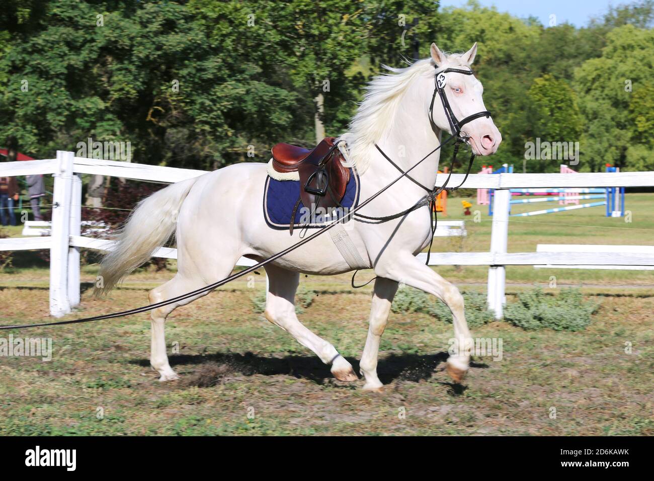 Schöne reinrassige cremello Hengst Pferd galoppieren unter dem Sattel. Ein Einzelpferd Galopp auf Schnur während der Erwärmung auf Züchter Veranstaltung Sommer Zeit outdoo Stockfoto