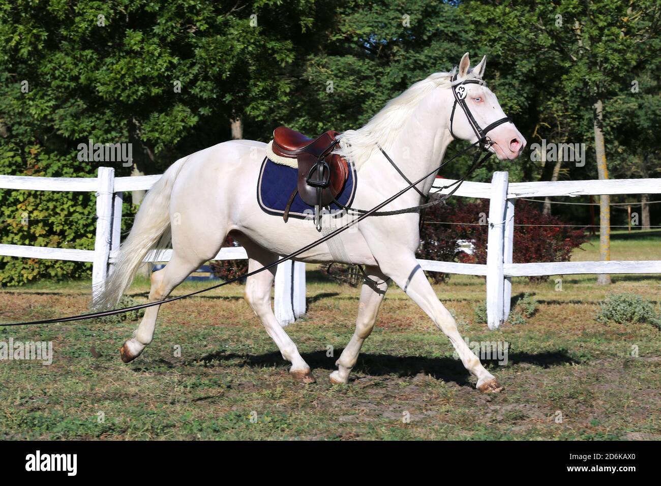 Schöne reinrassige cremello Hengst Pferd galoppieren unter dem Sattel. Ein Einzelpferd Galopp auf Schnur während der Erwärmung auf Züchter Veranstaltung Sommer Zeit outdoo Stockfoto