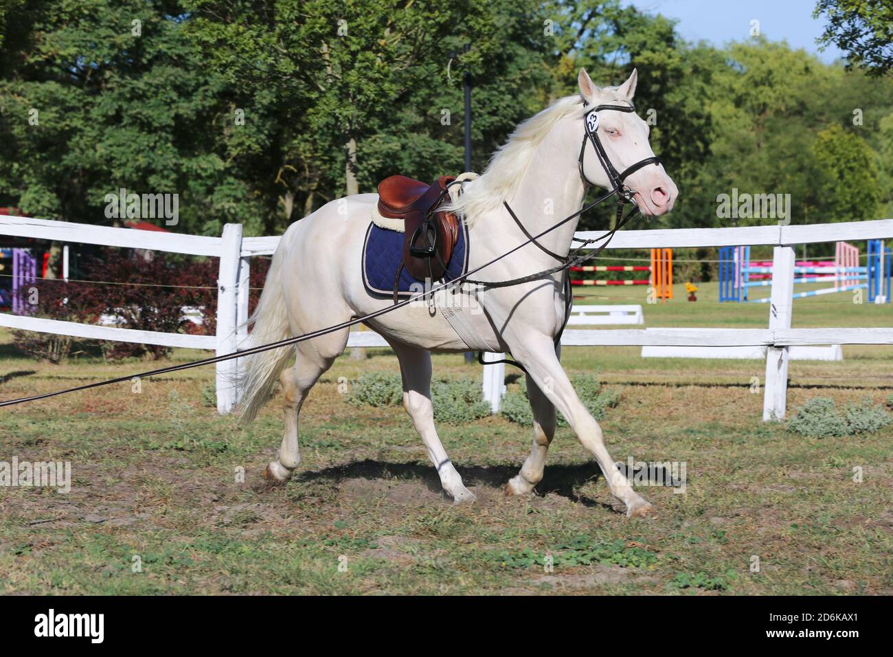 Schöne reinrassige cremello Hengst Pferd galoppieren unter dem Sattel. Ein Einzelpferd Galopp auf Schnur während der Erwärmung auf Züchter Veranstaltung Sommer Zeit outdoo Stockfoto