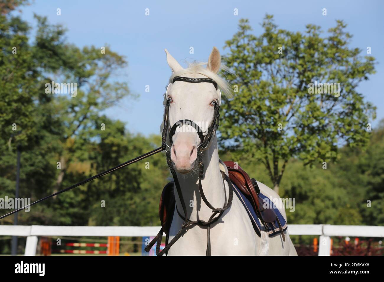 Schöne reinrassige cremello Hengst Pferd galoppieren unter dem Sattel. Ein Einzelpferd Galopp auf Schnur während der Erwärmung auf Züchter Veranstaltung Sommer Zeit outdoo Stockfoto