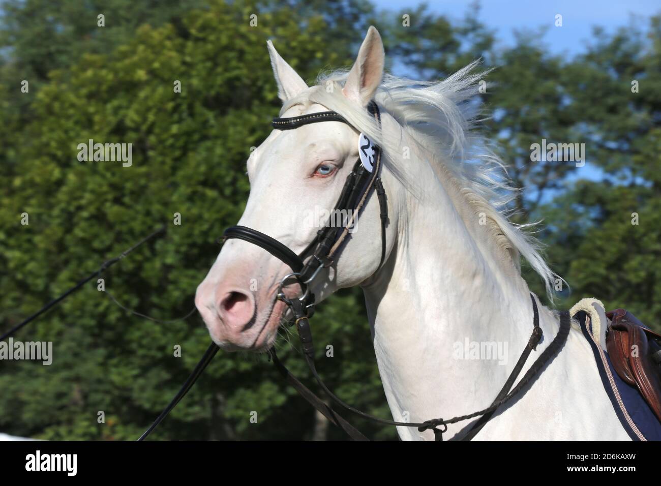 Schöne reinrassige cremello Hengst Pferd galoppieren unter dem Sattel. Ein Einzelpferd Galopp auf Schnur während der Erwärmung auf Züchter Veranstaltung Sommer Zeit outdoo Stockfoto