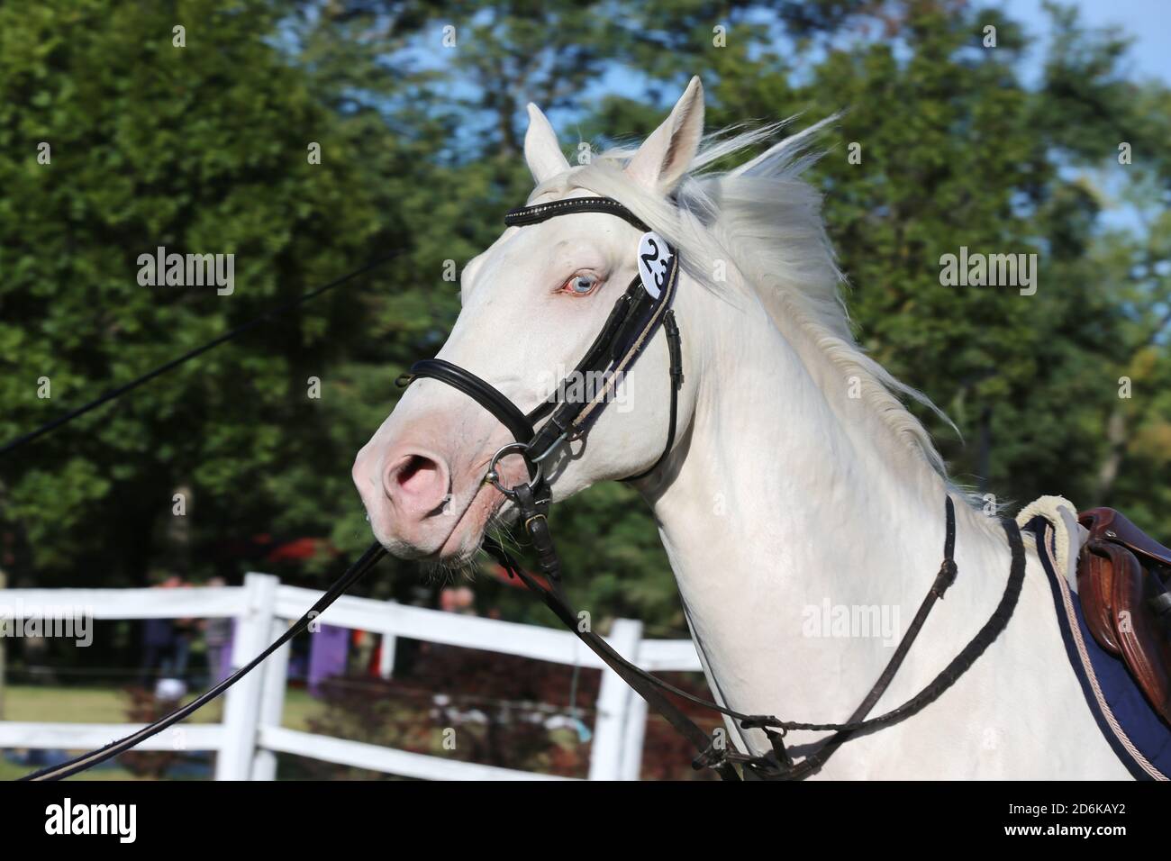 Sportpferd galoppieren unter dem Sattel ohne Reiter im Springreiten Veranstaltung im Sommer im ländlichen Reitzentrum Stockfoto