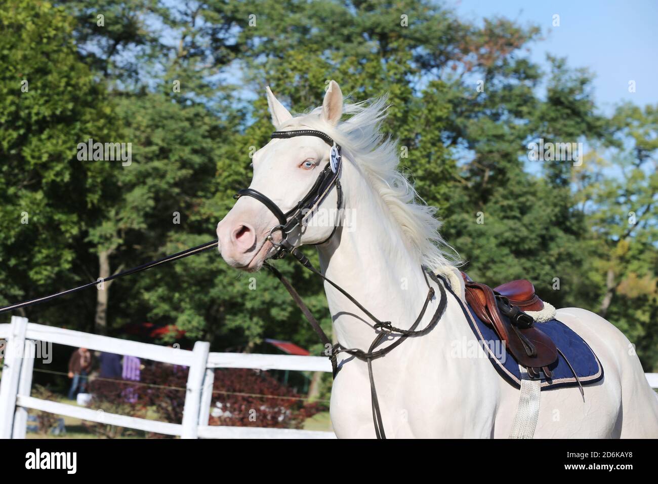 Sportpferd galoppieren unter dem Sattel ohne Reiter im Springreiten Veranstaltung im Sommer im ländlichen Reitzentrum Stockfoto