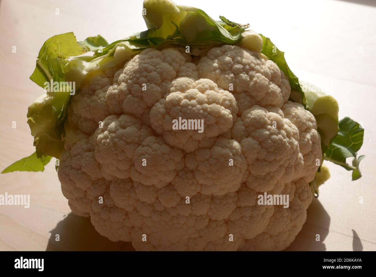 Vegetarisch gesunder Blumenkohlkopf vor dem Kochen Stockfoto
