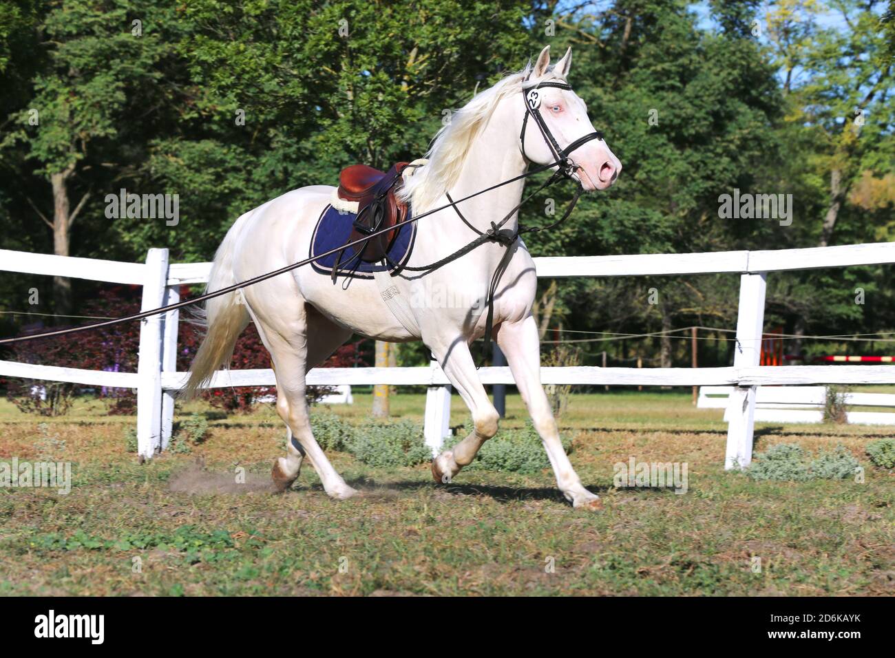 Sportpferd galoppieren unter dem Sattel ohne Reiter im Springreiten Veranstaltung im Sommer im ländlichen Reitzentrum Stockfoto