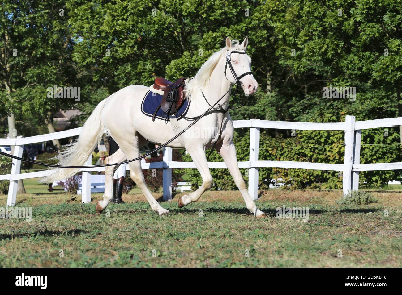 Sportpferd galoppieren unter dem Sattel ohne Reiter im Springreiten Veranstaltung im Sommer im ländlichen Reitzentrum Stockfoto