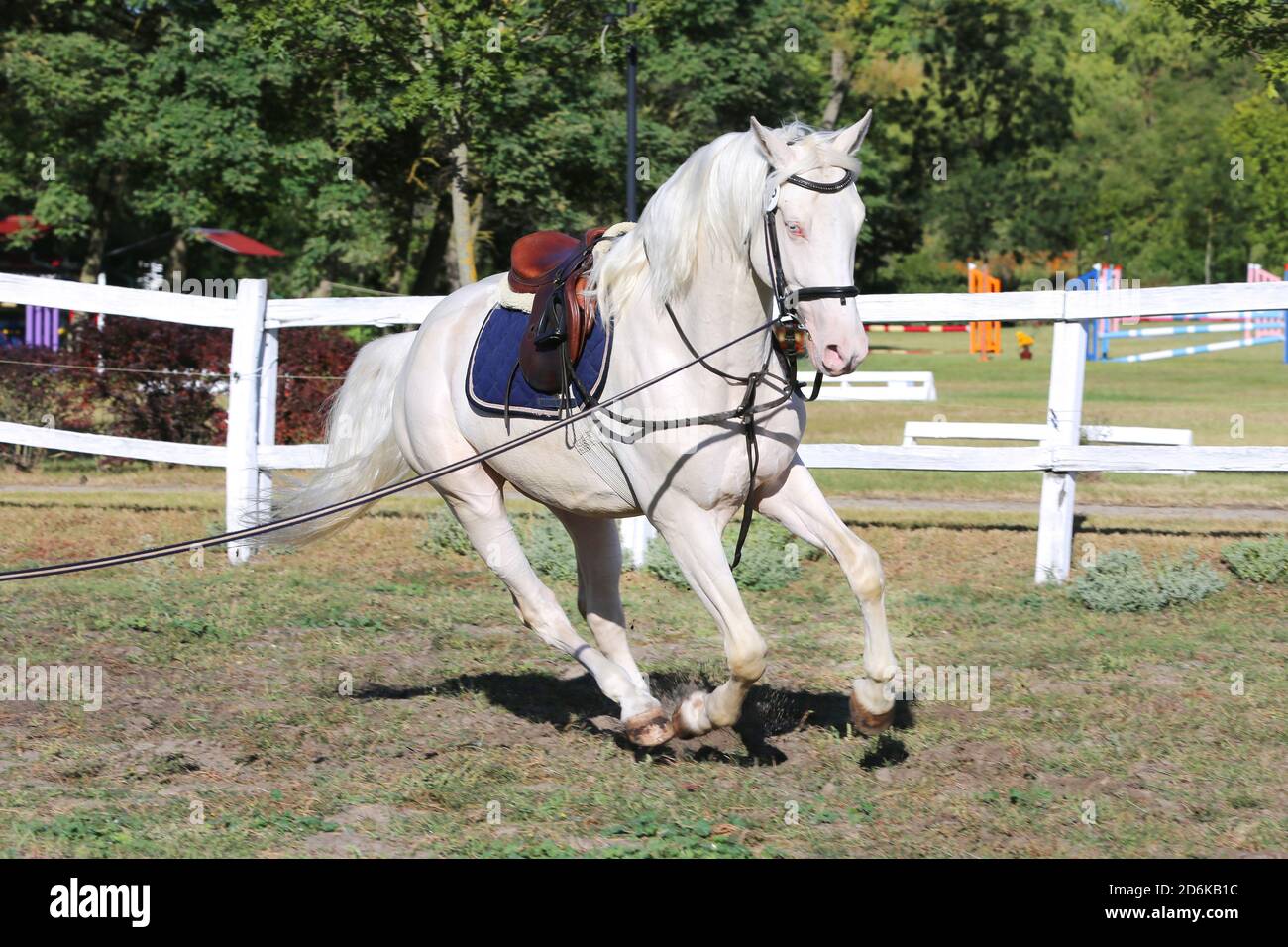 Sportpferd galoppieren unter dem Sattel ohne Reiter im Springreiten Veranstaltung im Sommer im ländlichen Reitzentrum Stockfoto