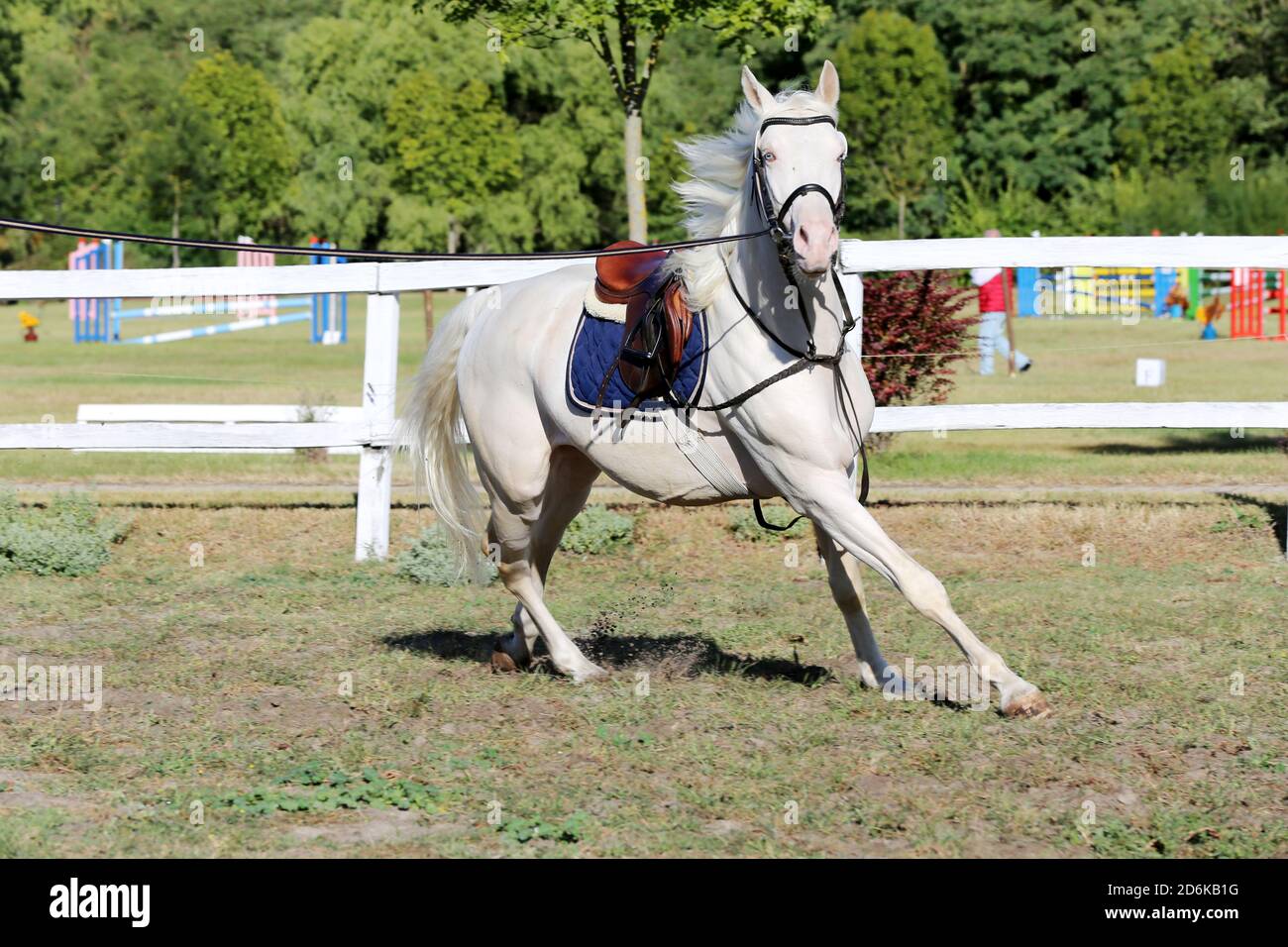 Sportpferd galoppieren unter dem Sattel ohne Reiter im Springreiten Veranstaltung im Sommer im ländlichen Reitzentrum Stockfoto