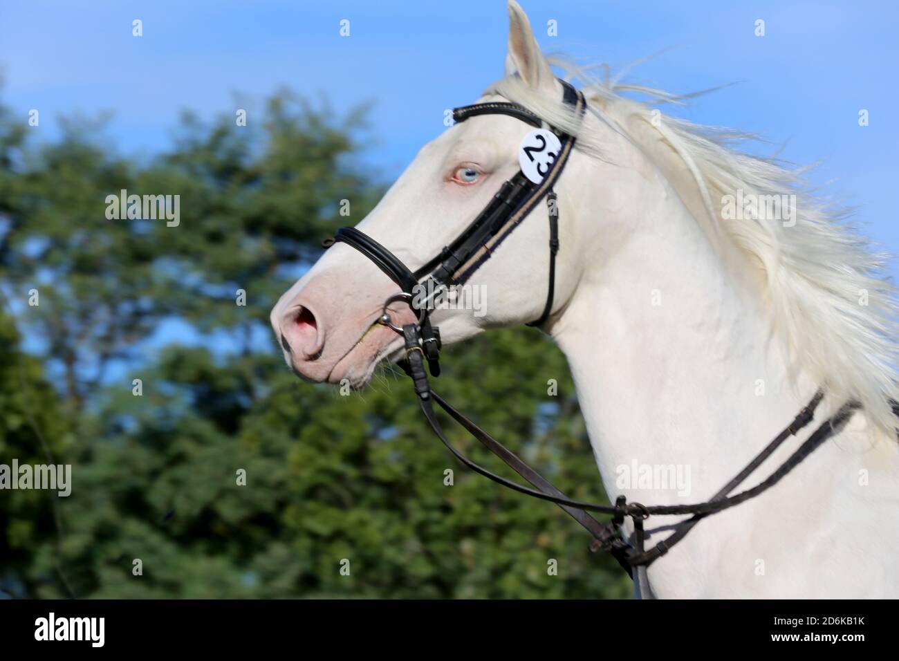 Sportpferd galoppieren unter dem Sattel ohne Reiter im Springreiten Veranstaltung im Sommer im ländlichen Reitzentrum Stockfoto