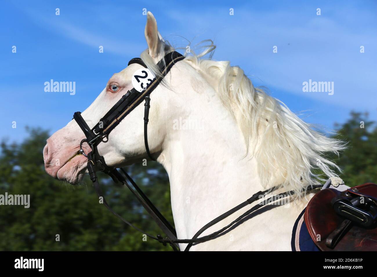 Sportpferd galoppieren unter dem Sattel ohne Reiter im Springreiten Veranstaltung im Sommer im ländlichen Reitzentrum Stockfoto
