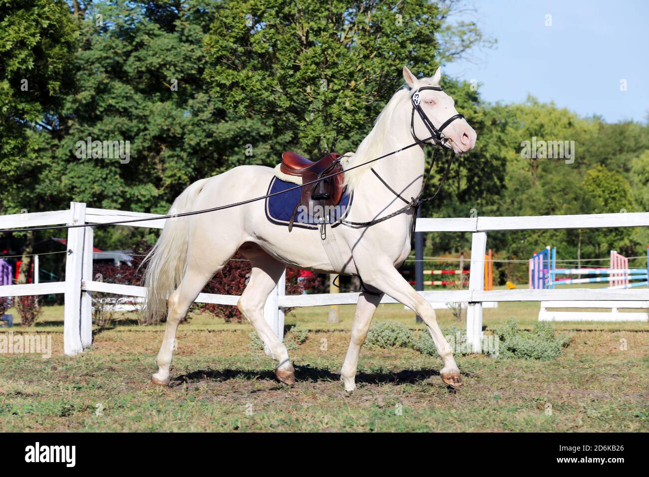 Sportpferd galoppieren unter dem Sattel ohne Reiter im Springreiten Veranstaltung im Sommer im ländlichen Reitzentrum Stockfoto