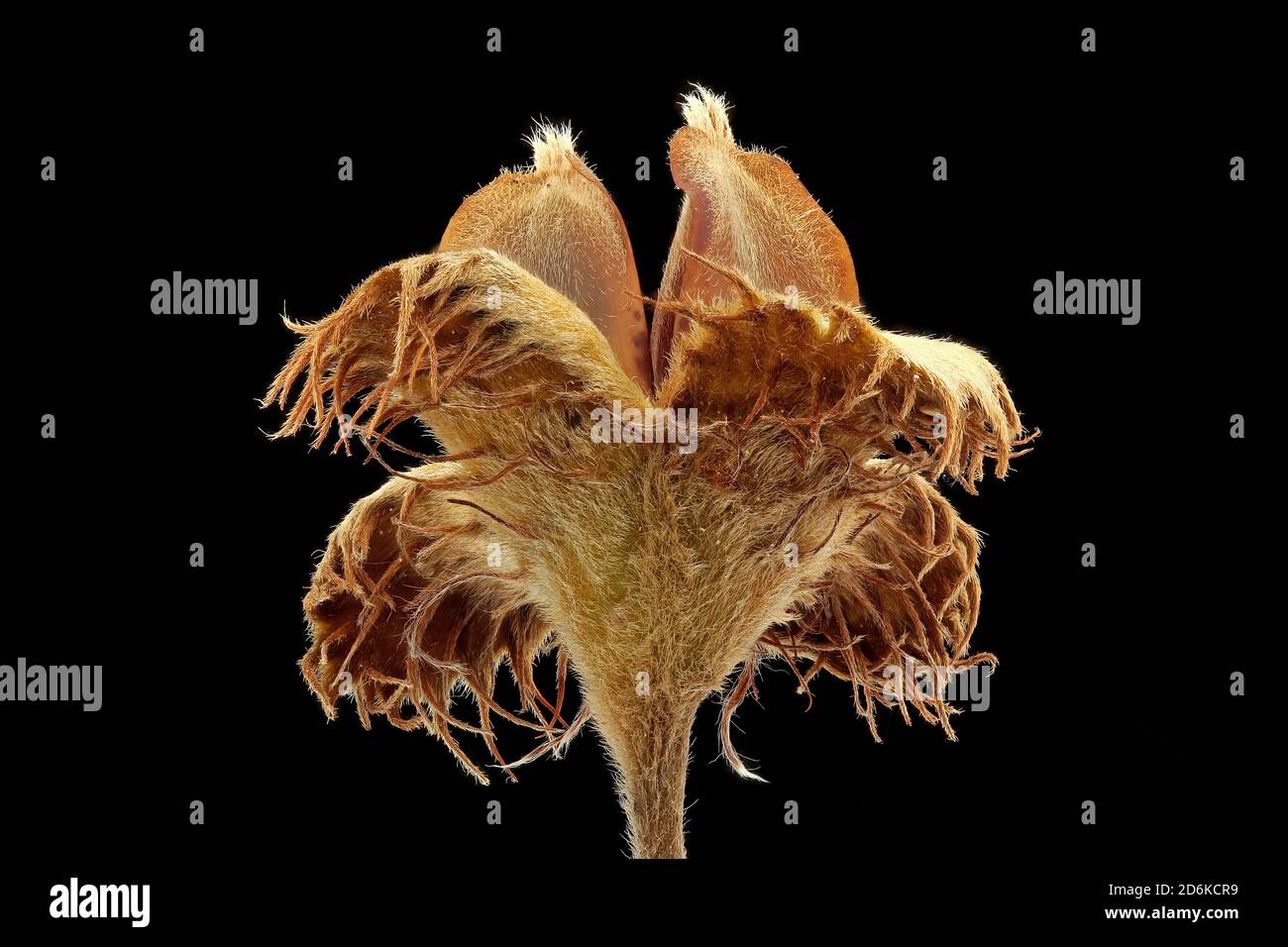 Fagus sylvatica, Buche, Rotbuche, Nahaufnahme, Kuppel mit Nüssen Stockfoto