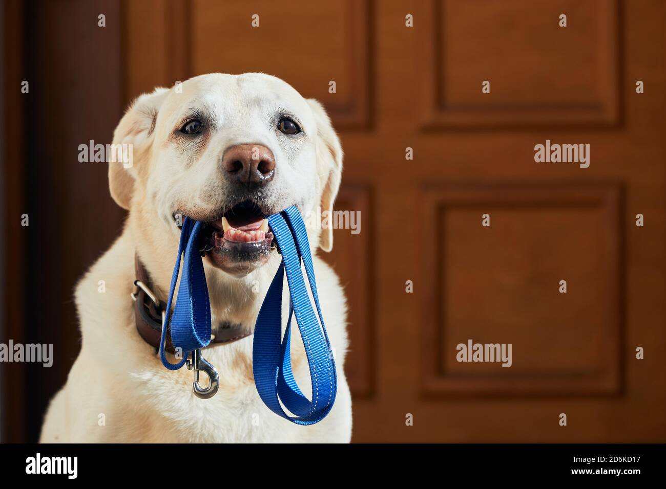 Hund wartet auf Sie. Labrador Retriever stehend mit Leine in den Mund gegen die Tür des Hauses. Stockfoto