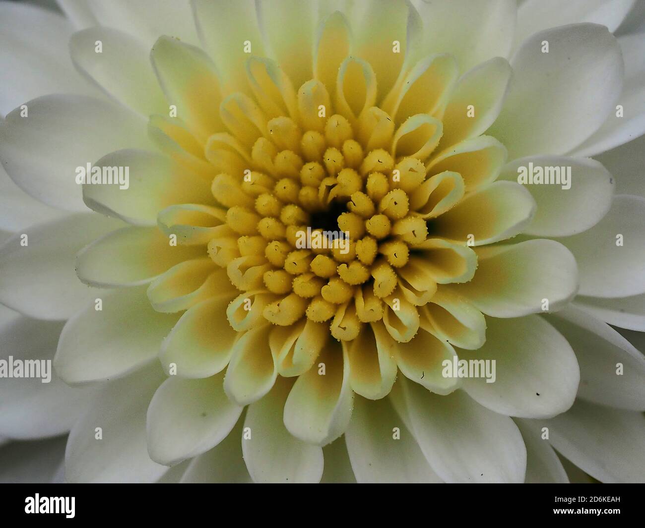 Weiße Blumen schön Stockfoto