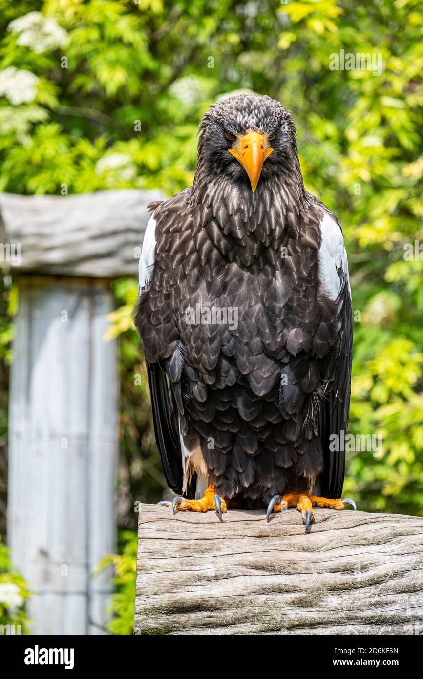 Porträt eines Steller Seeadlers Stockfoto