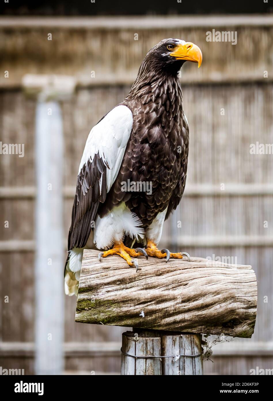 Porträt eines Steller Seeadlers Stockfoto