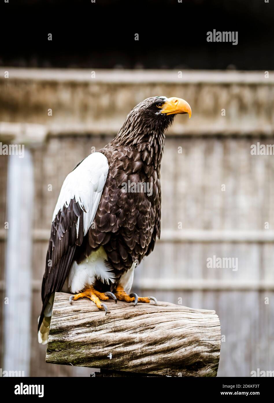 Porträt eines Steller Seeadlers Stockfoto