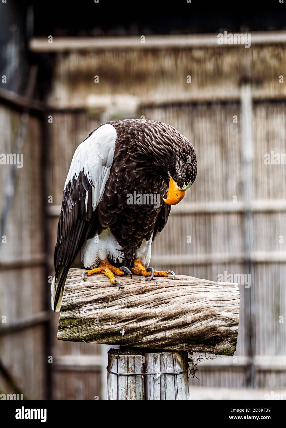 Porträt eines Steller Seeadlers Stockfoto