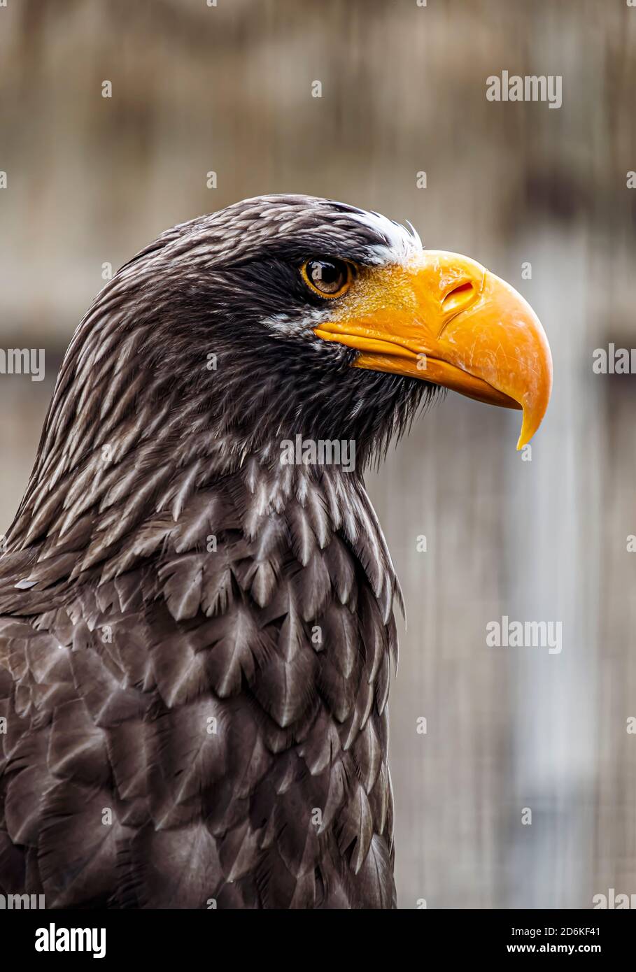 Porträt eines Steller Seeadlers Stockfoto