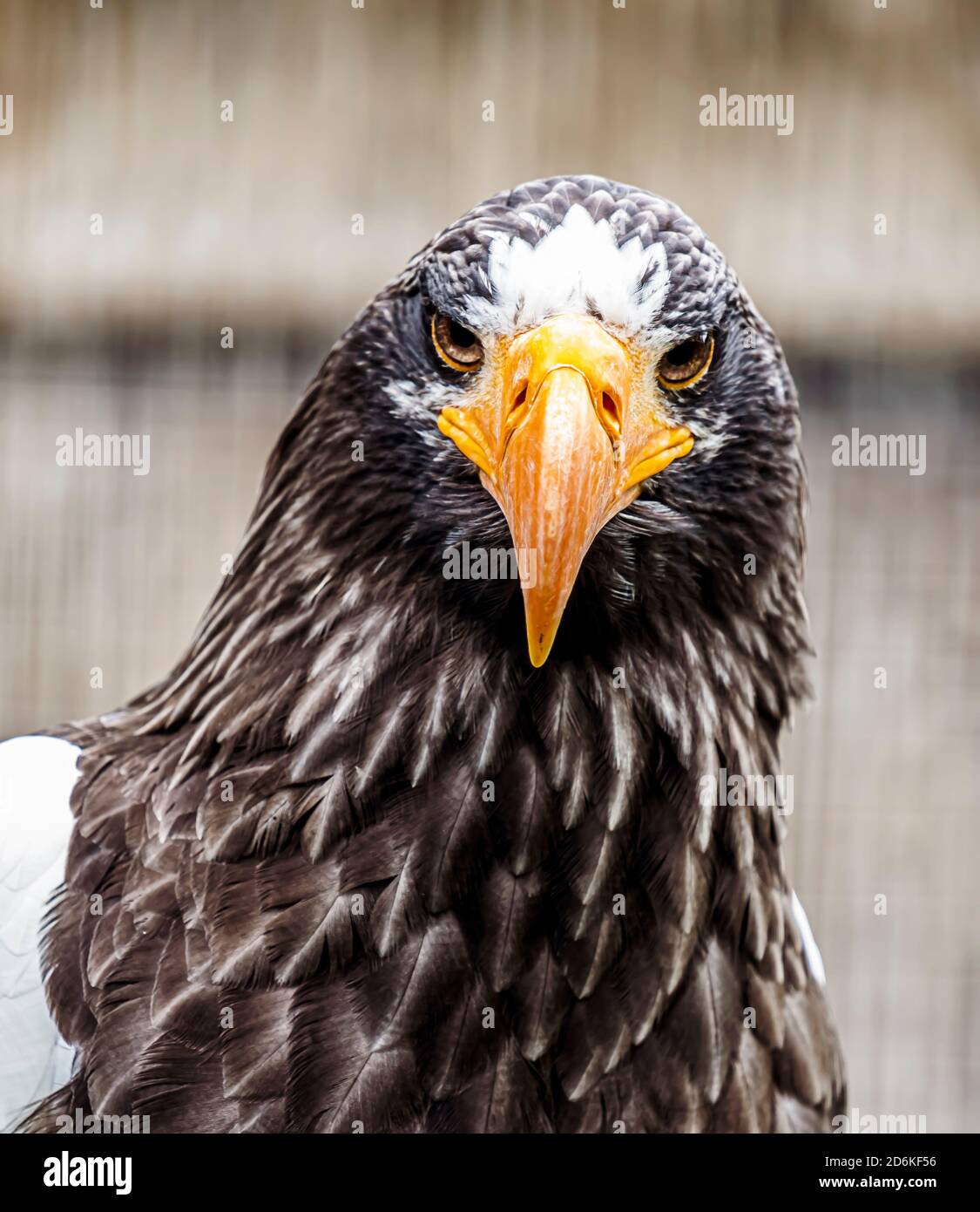 Porträt eines Steller Seeadlers Stockfoto