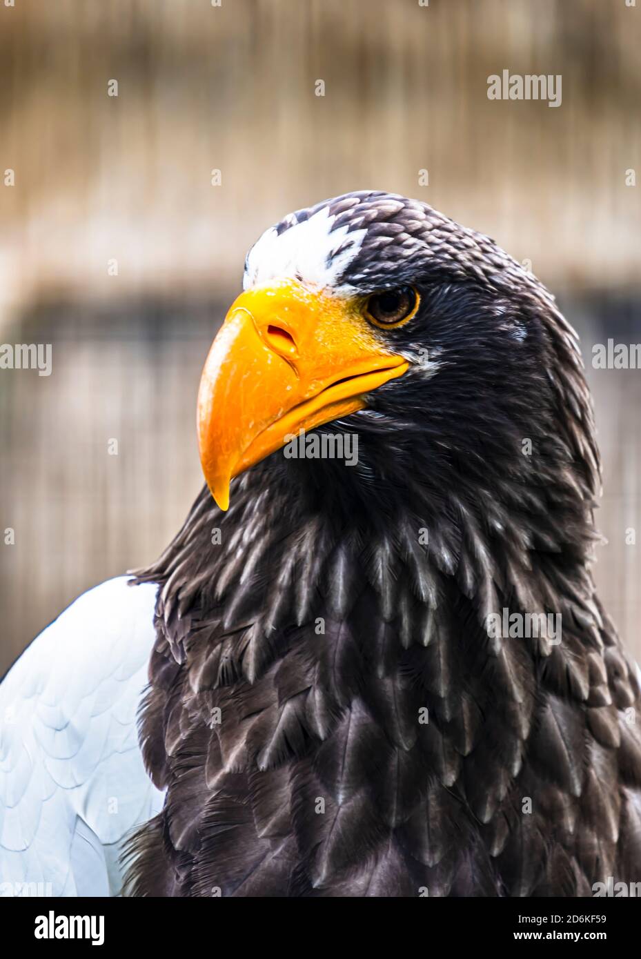 Porträt eines Steller Seeadlers Stockfoto