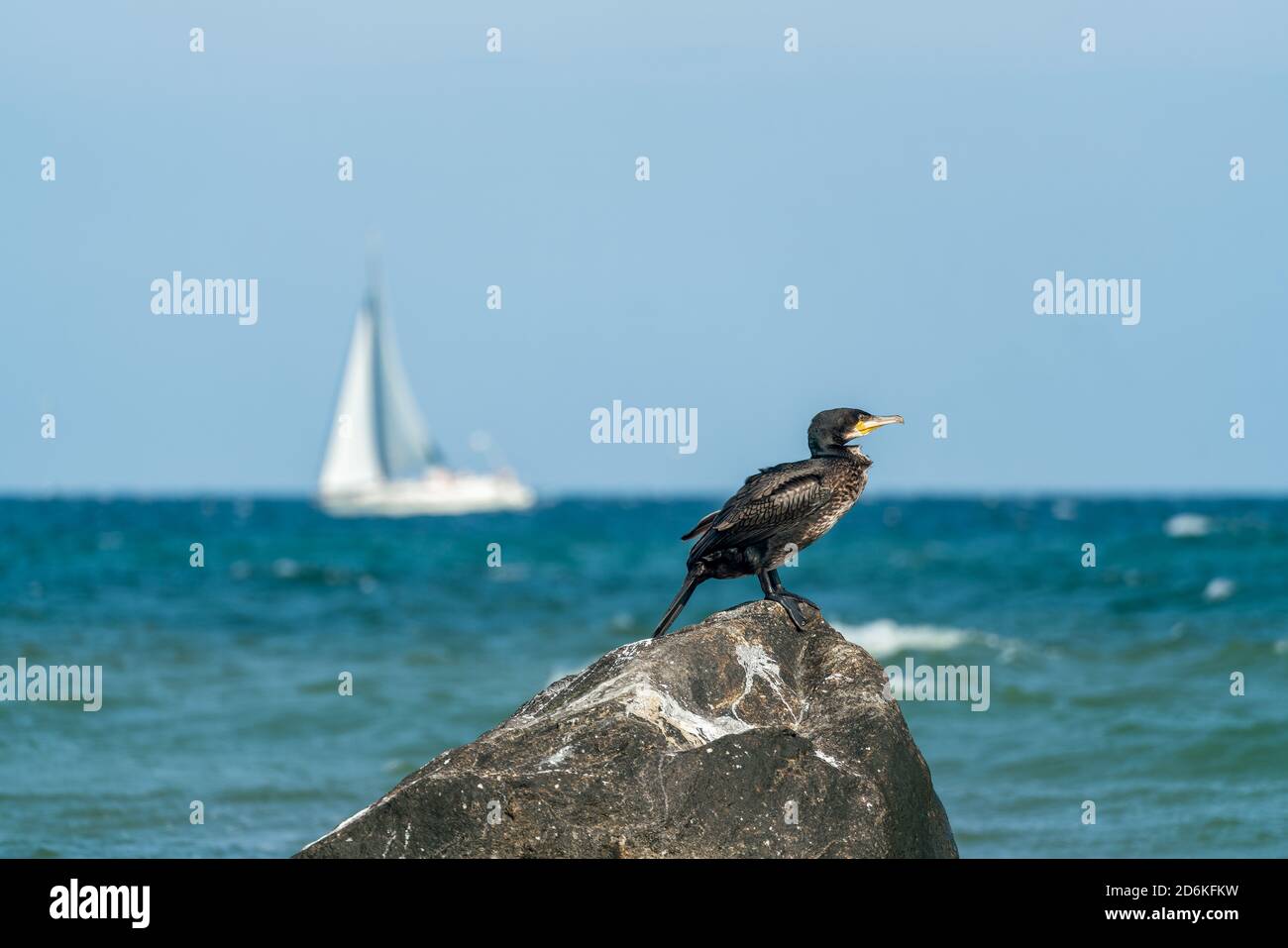 Nahaufnahme eines Kormoran-Vogels am Meer von Die deutsche ostseeinsel Rügen Stockfoto