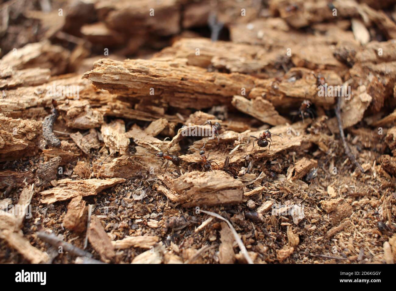 Insekten Ameisen kriechen auf einem Ameisenhaufen im Frühling hinein Der Wald auf dem Land der Natur Stockfoto