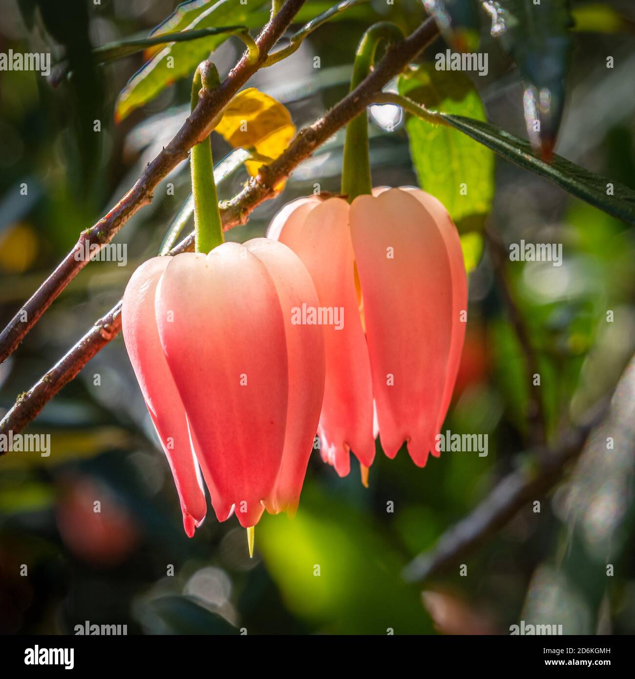 Crinodendron hookerianum Chili Laterne Tree Stockfoto