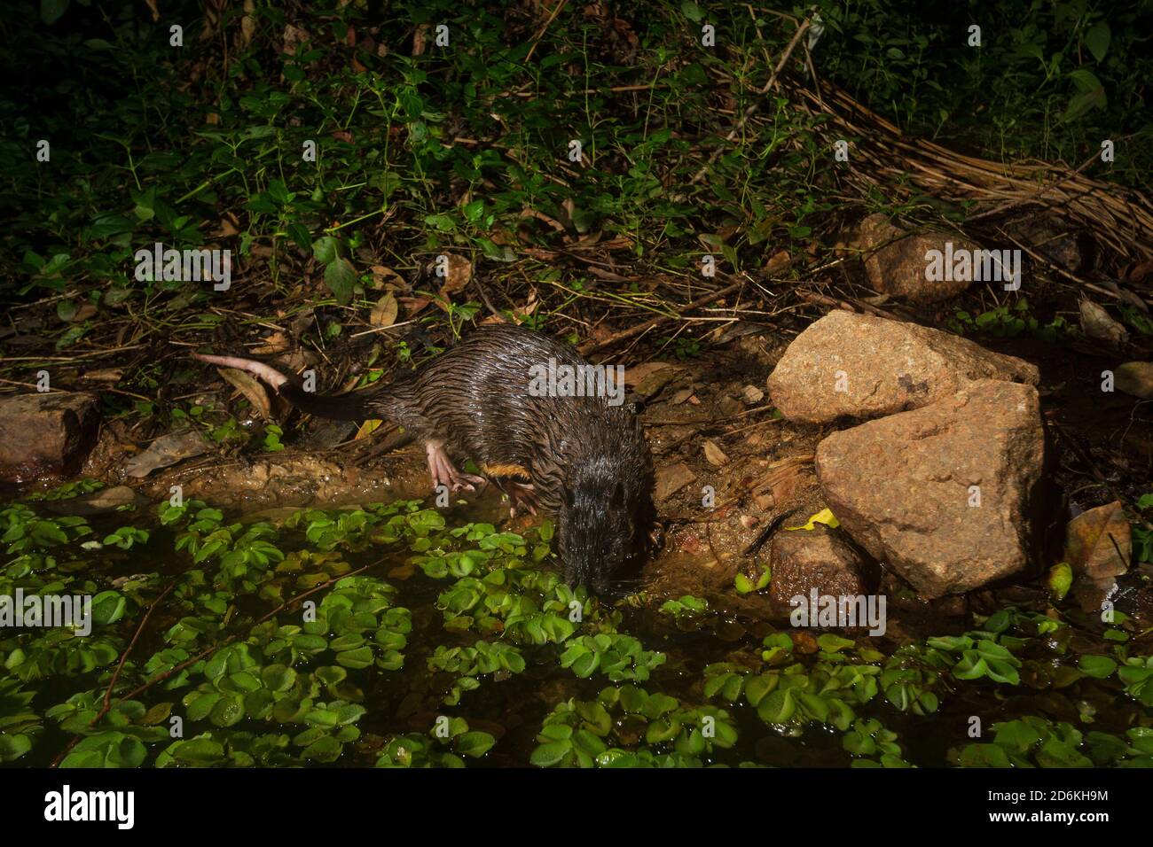 Rakali (Hydromys chrysogaster) fotografiert bei Nacht mit Remote-Kamera am Vorortteich in Brisbane, Queensland, Australien Stockfoto